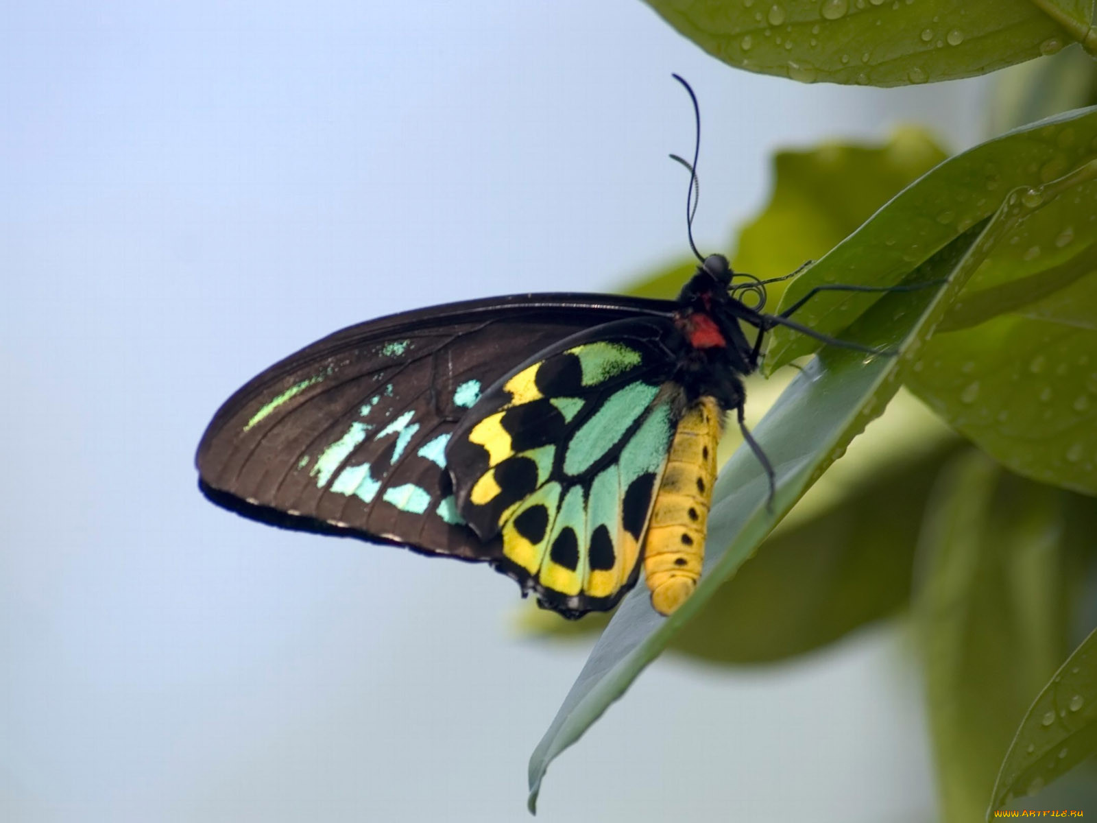 butterfly, 04, , 